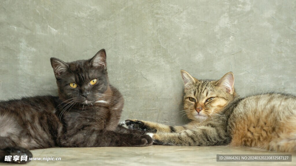 猫猫