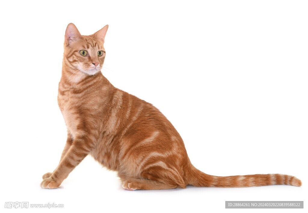 猫猫