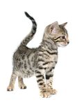 猫猫