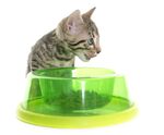 猫猫