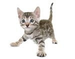 猫猫