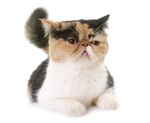 猫猫