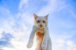 猫猫
