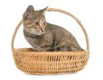 猫猫