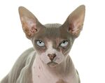 猫猫