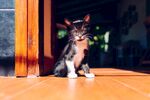 猫猫