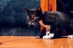 猫猫