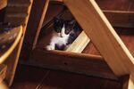 猫猫