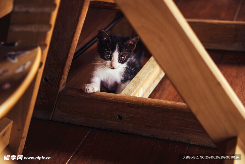 猫猫