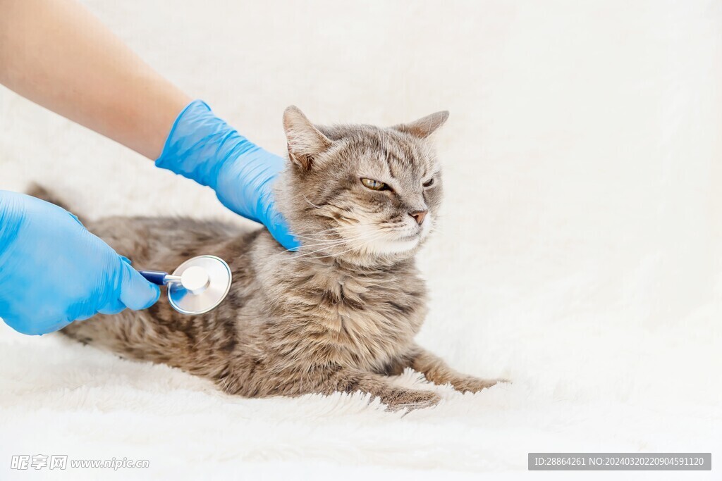 猫猫
