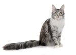 猫猫