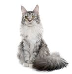 猫猫