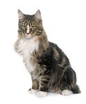 猫猫