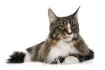 猫猫