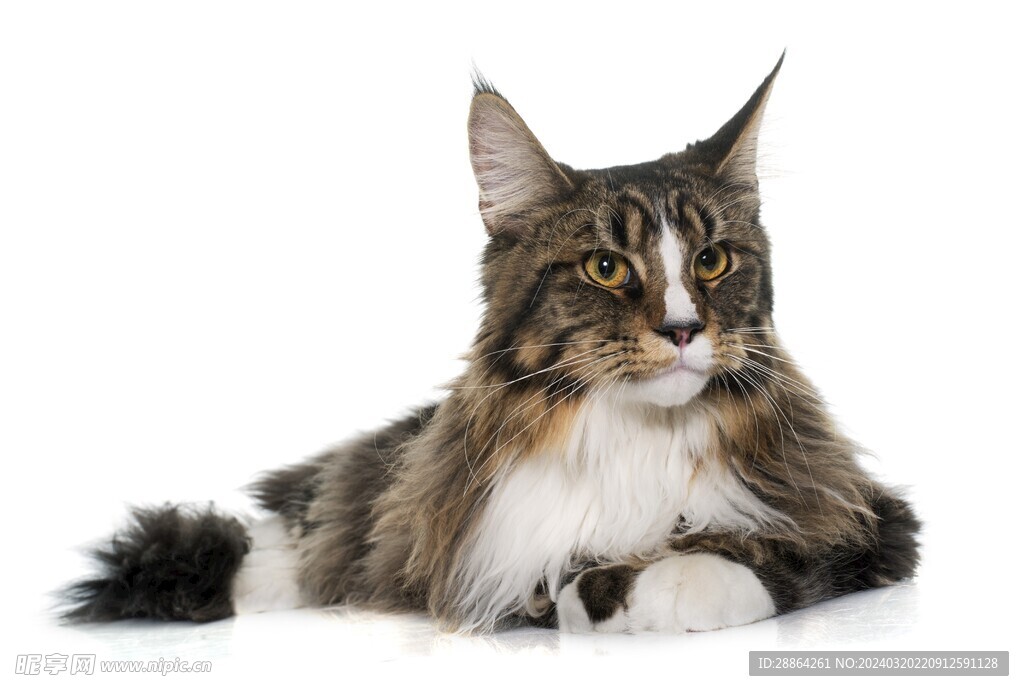 猫猫