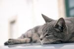 猫猫