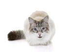 猫猫