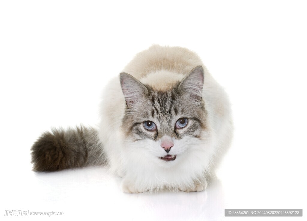 猫猫