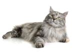 猫猫