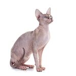 猫猫