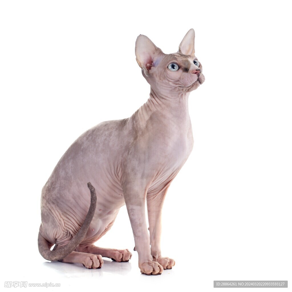 猫猫