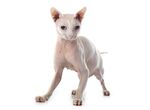 猫猫
