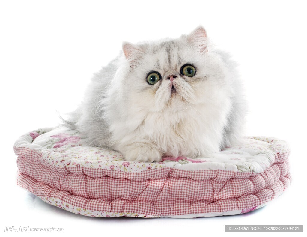 猫猫