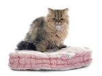 猫猫
