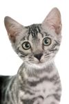猫猫
