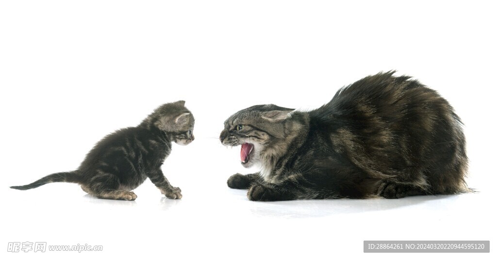 猫猫