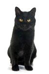 猫猫