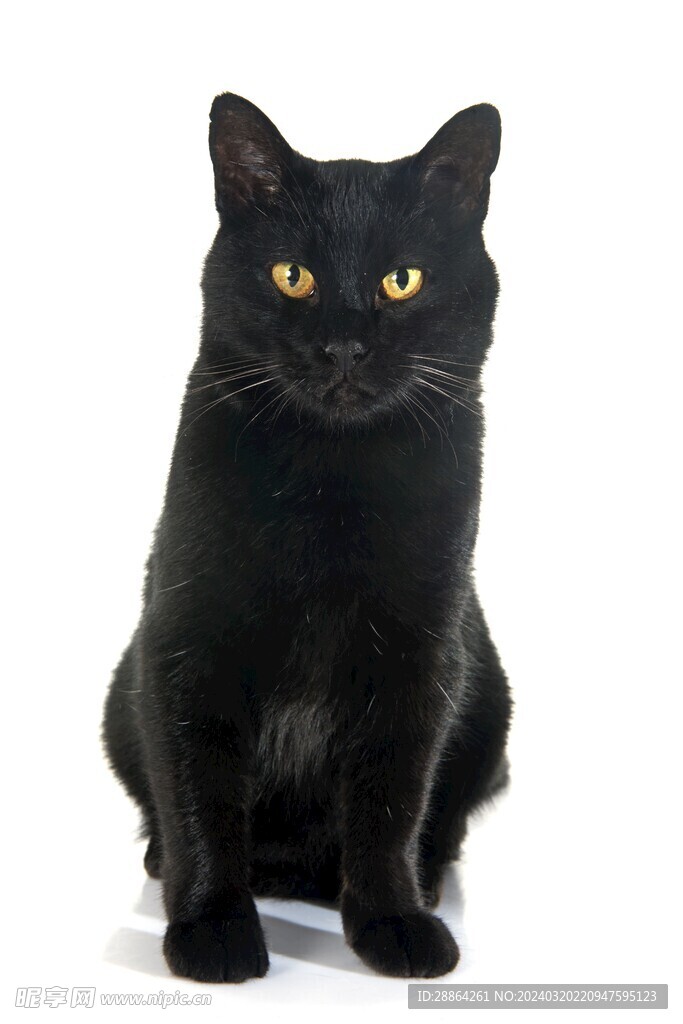 猫猫