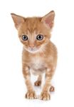 猫猫