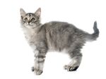 猫猫