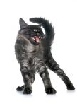 猫猫