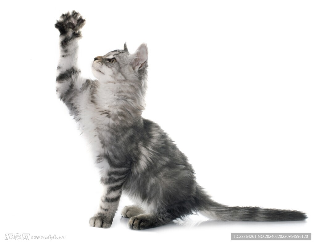猫猫