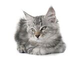 猫猫