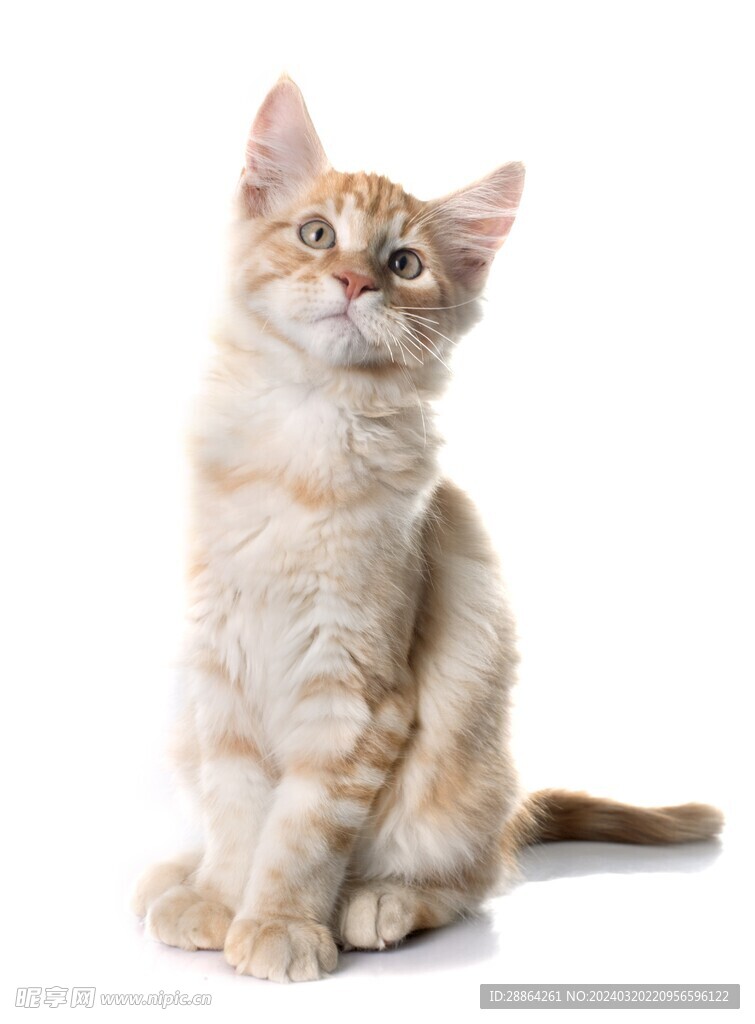 猫猫