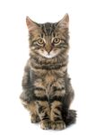 猫猫