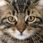 猫猫