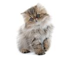 猫猫