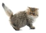 猫猫