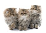 猫猫