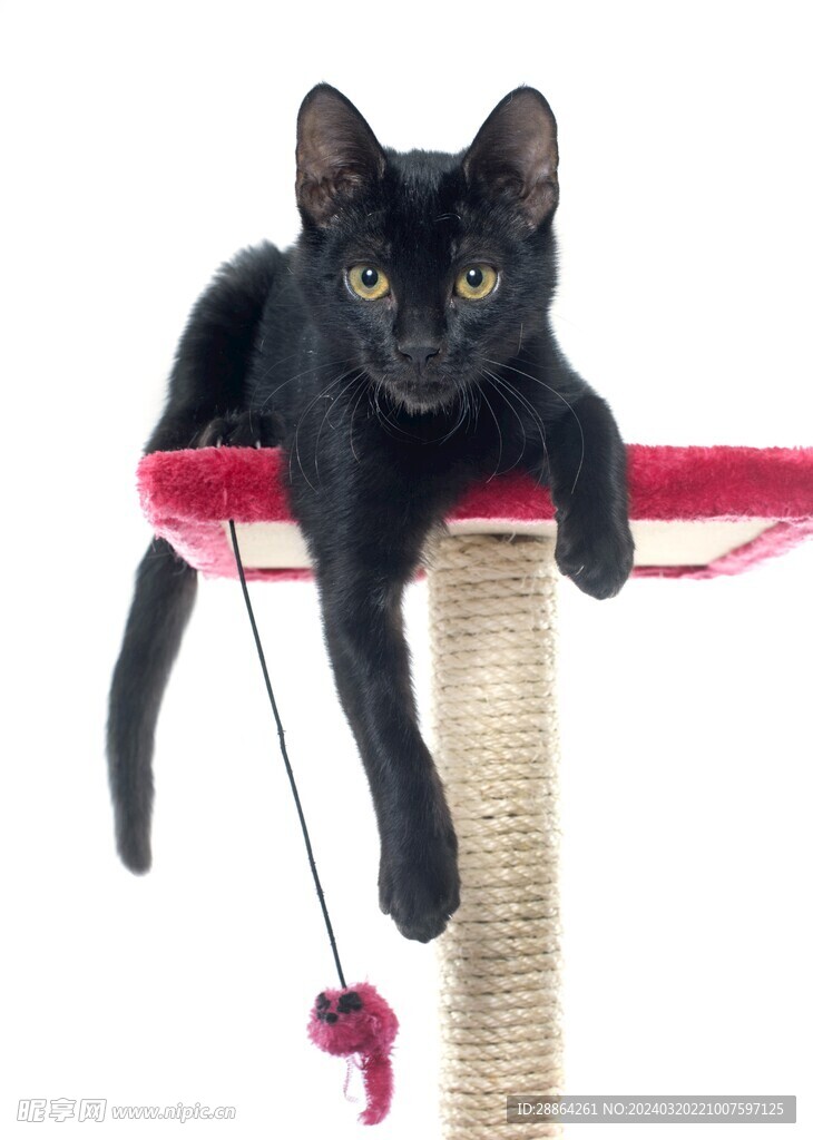 猫猫