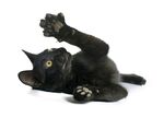 猫猫