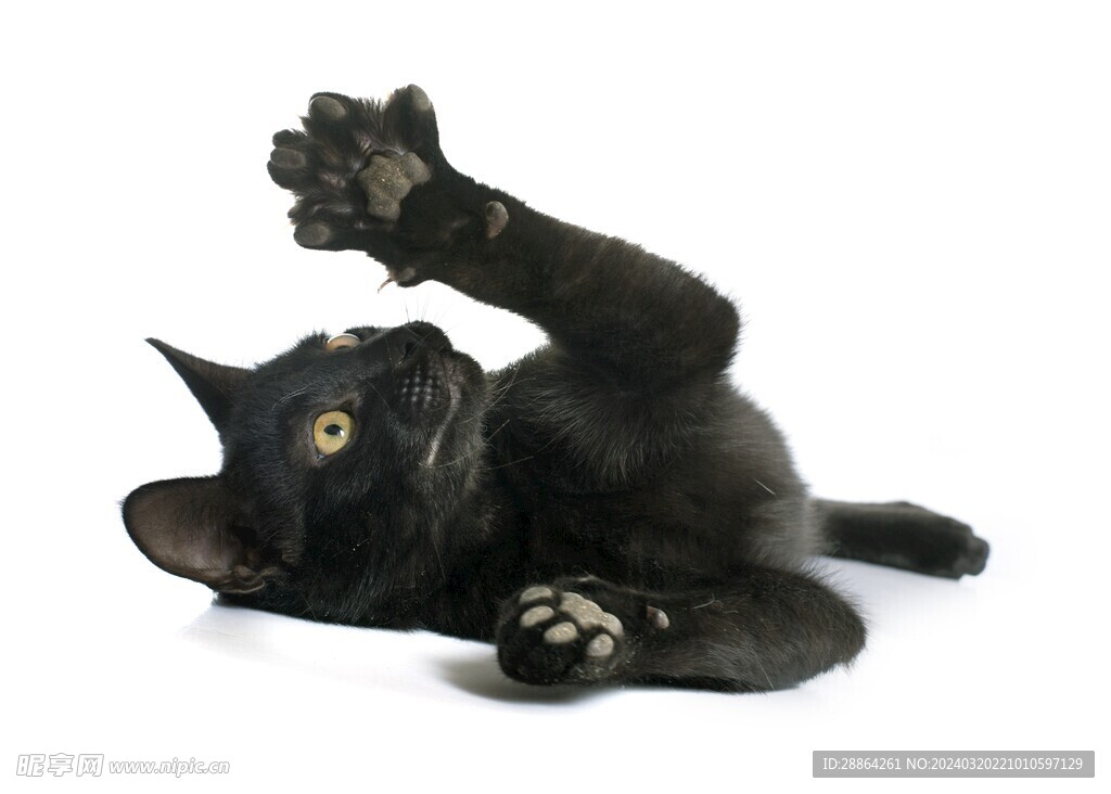 猫猫