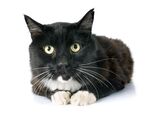 猫猫