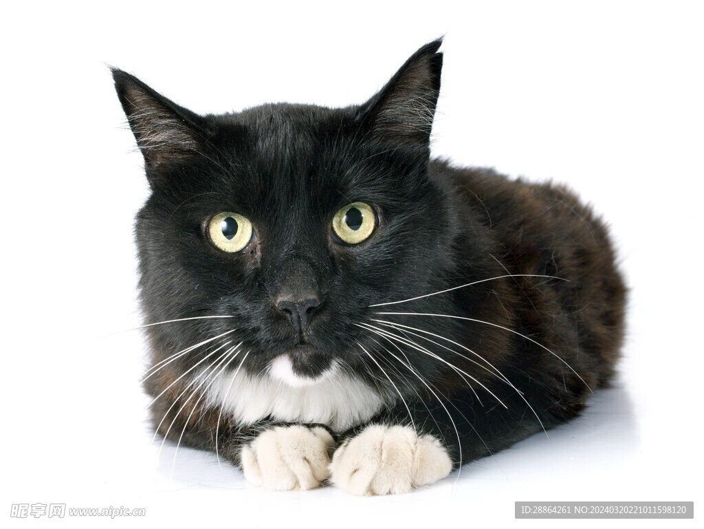猫猫