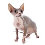 猫猫
