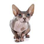 猫猫